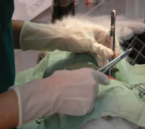 Doctor doing surgery on a dog
